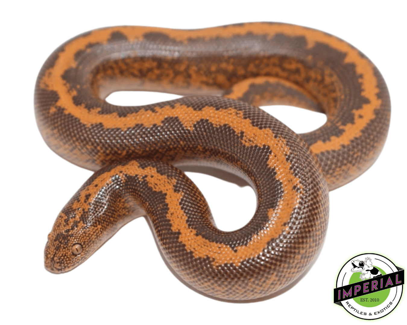 Stripe Kenyan Sand Boa Baby