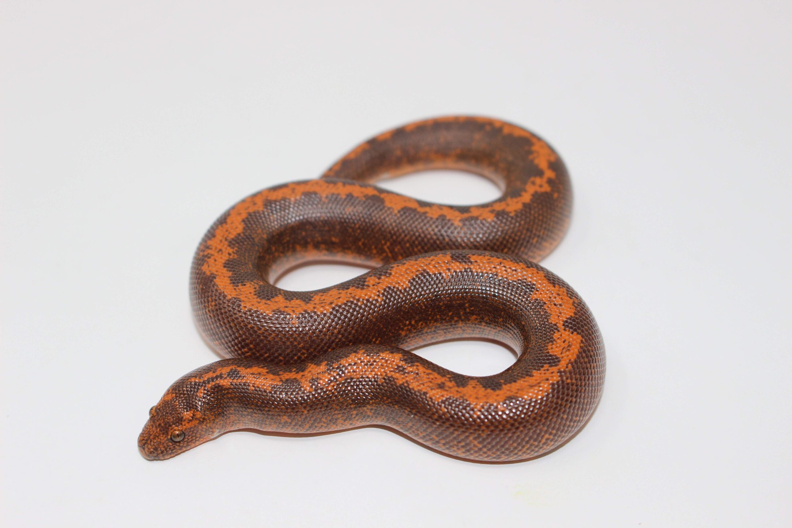 Stripe Kenyan Sand Boa Baby — image 2