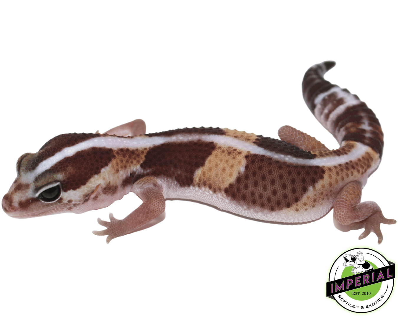 Striped African Fat Tail Gecko Baby
