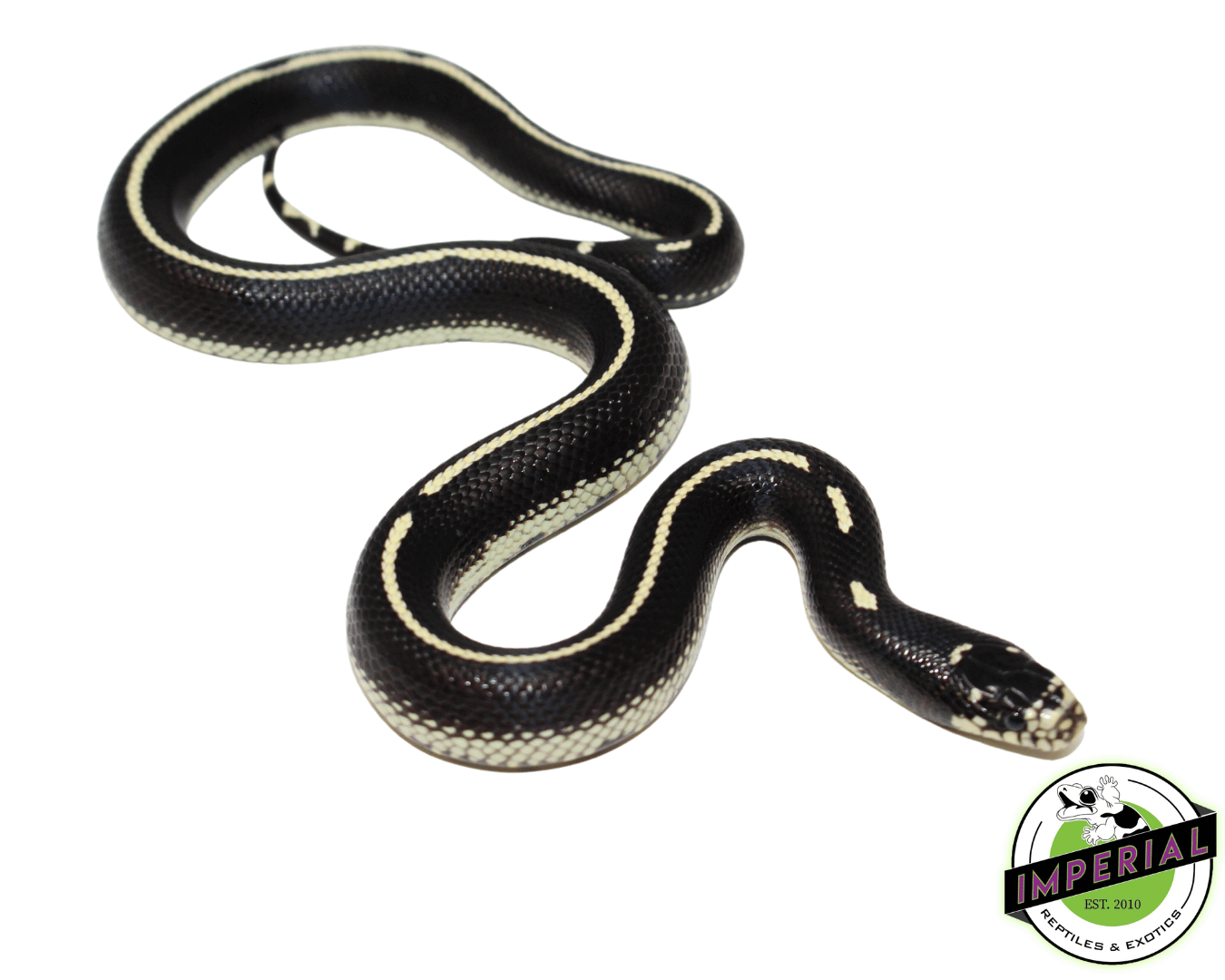 Striped California Kingsnake Baby — image 2