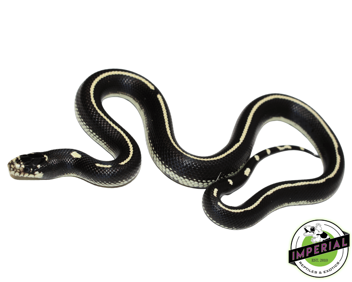 Striped California Kingsnake Baby