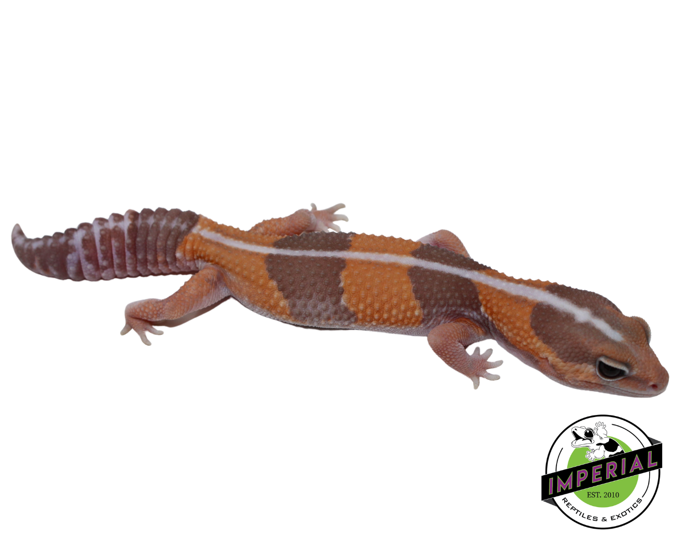 Striped Caramel African Fat Tail Gecko Female (#121124-14) — image 2
