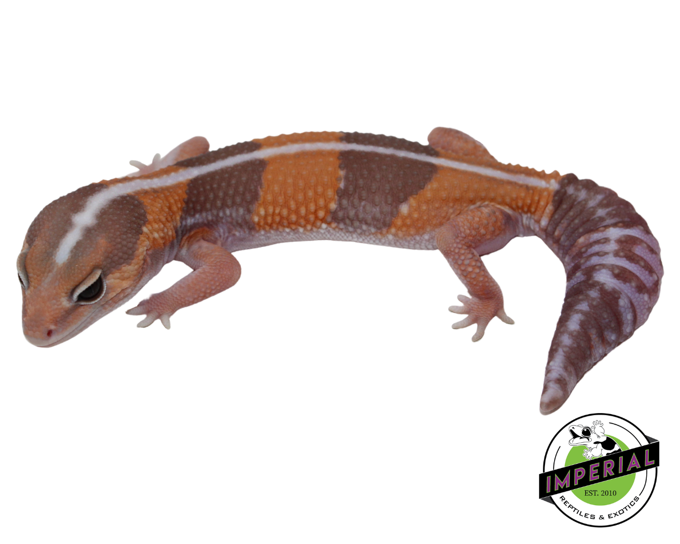 Striped Caramel African Fat Tail Gecko Female (#121124-14)