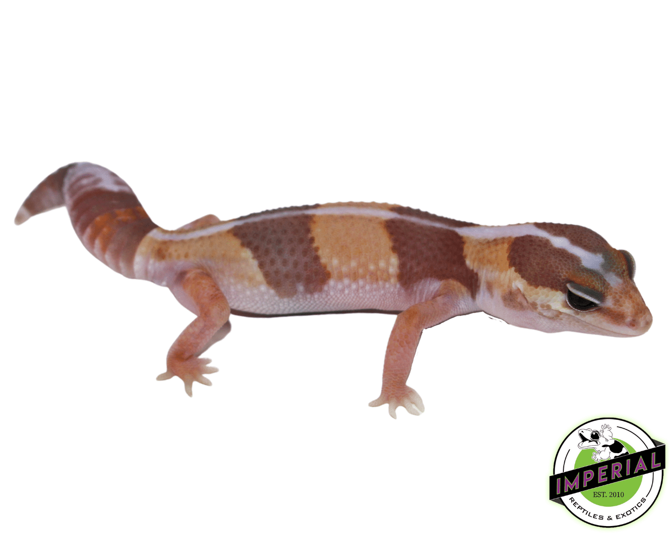 Striped Caramel Albino African Fat Tail Gecko Baby