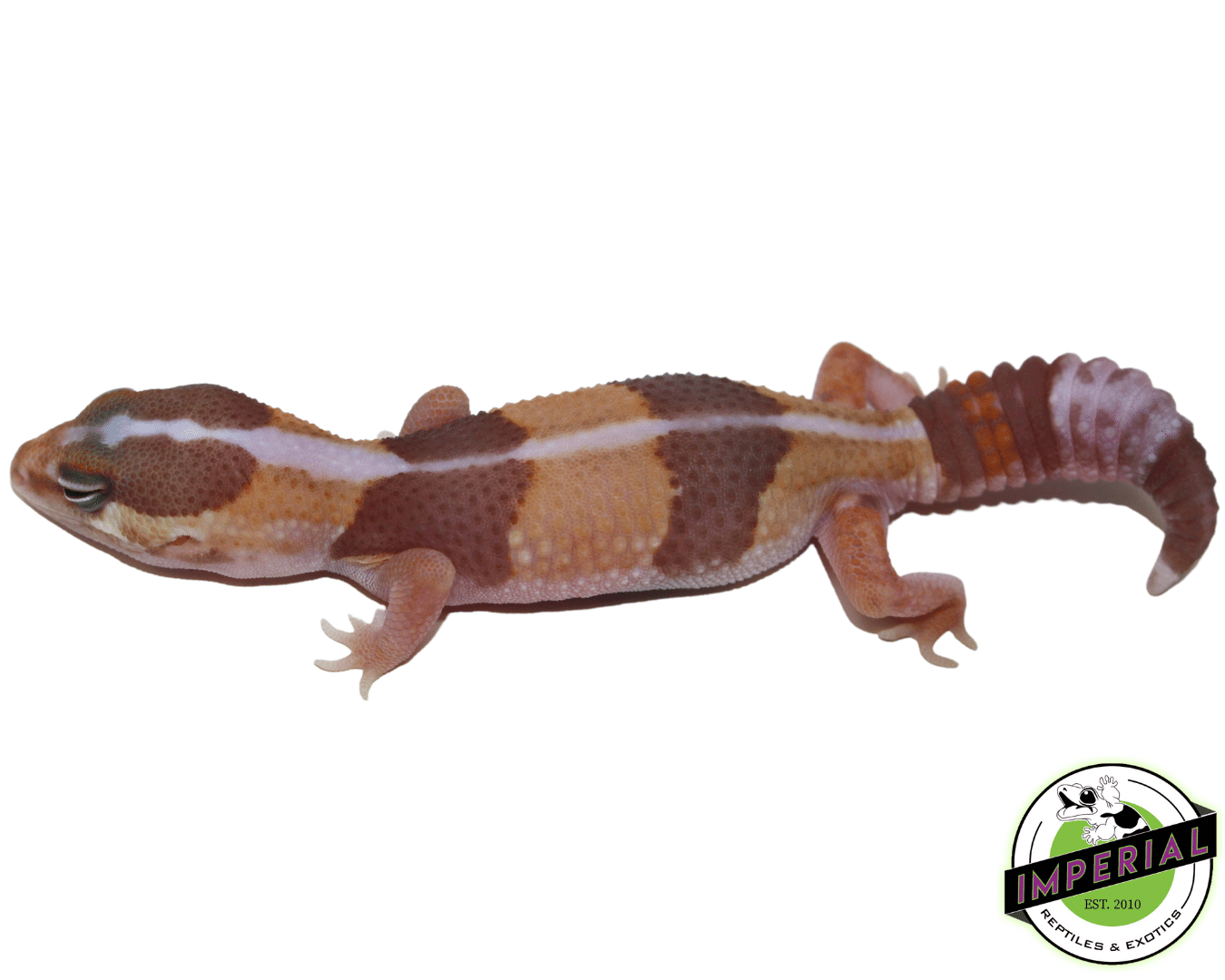 Striped Caramel Albino African Fat Tail Gecko Baby — image 2
