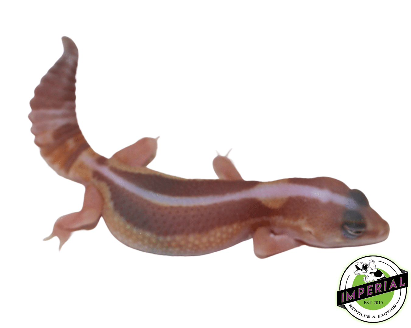 Striped Caramel Zulu African Fat Tail Gecko (#61523-03) — image 2