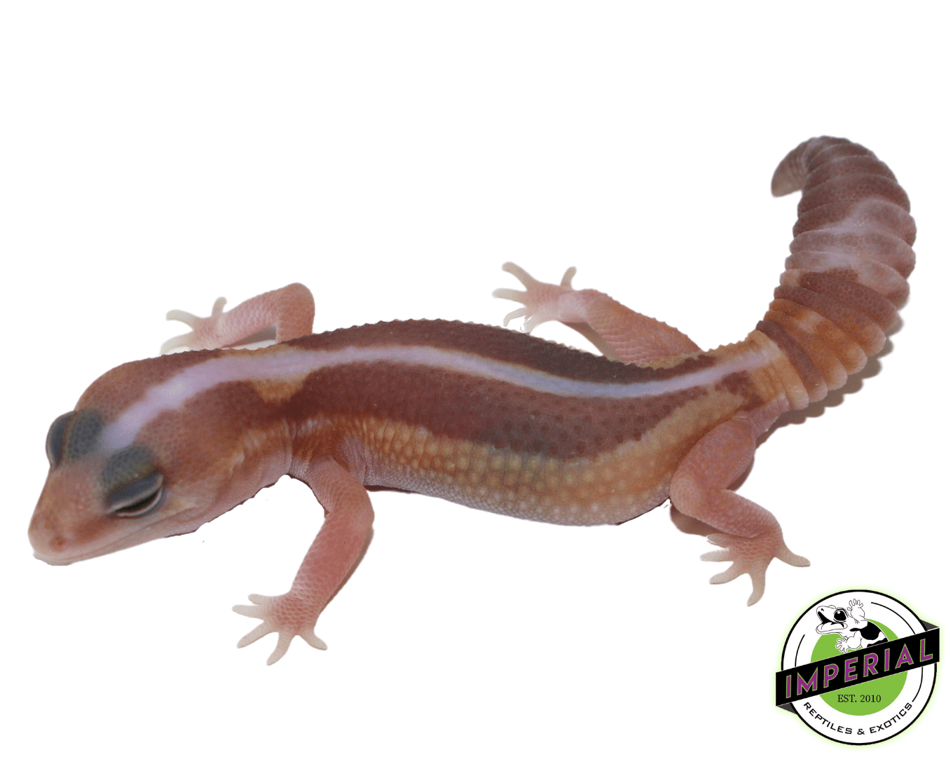 Striped Caramel Zulu African Fat Tail Gecko (#61523-03)