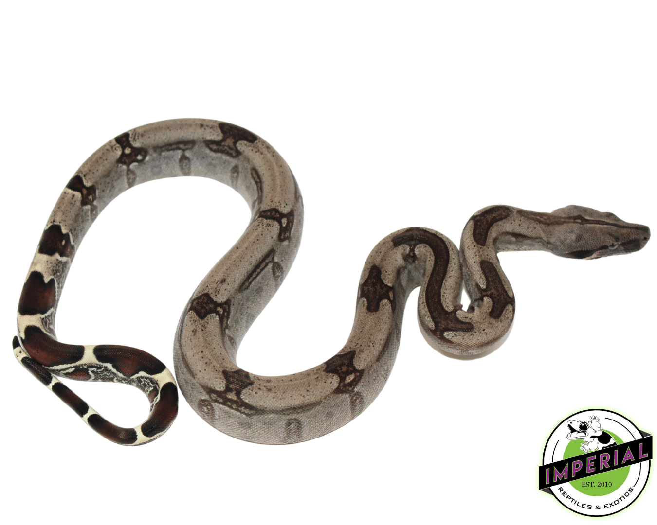 "Striped" Guyana Red Tail Boa Baby Female (#121923-01) — image 2