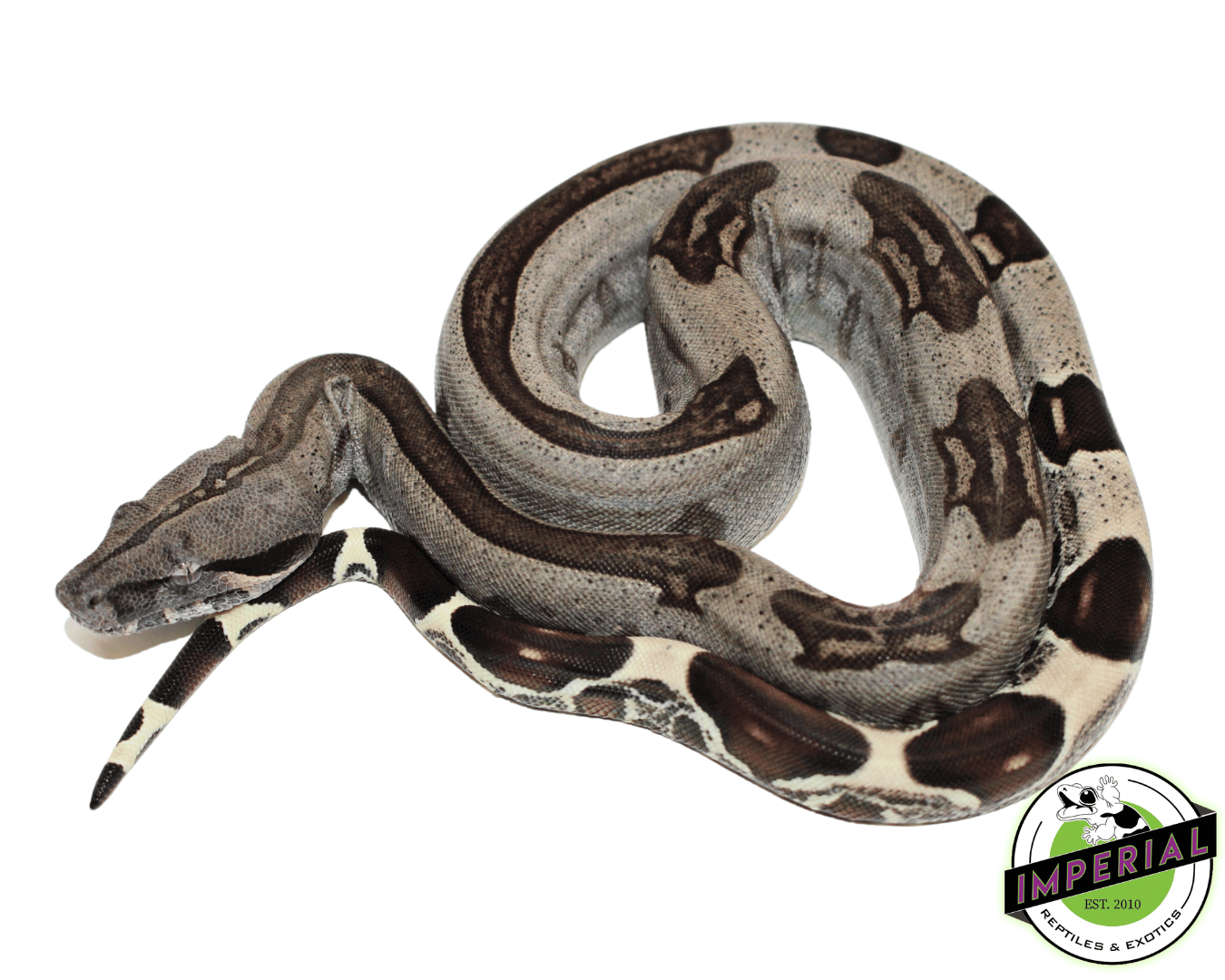 "Striped" Guyana Red Tail Boa Baby Male (#101923-01)