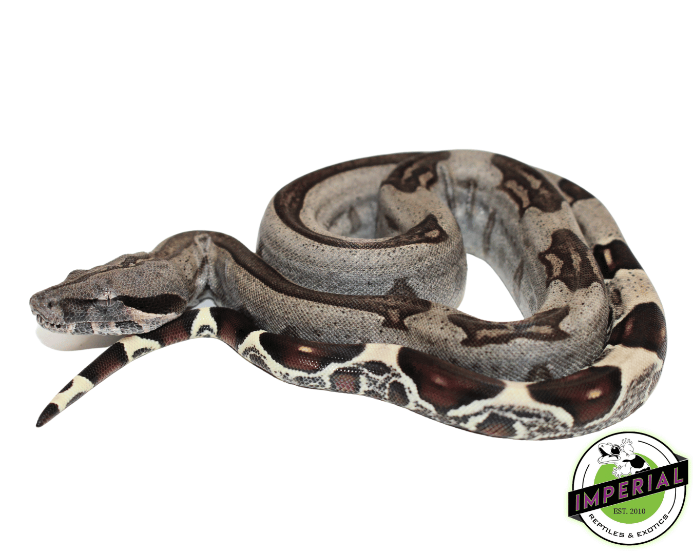 "Striped" Guyana Red Tail Boa Baby Male (#101923-01) — image 2