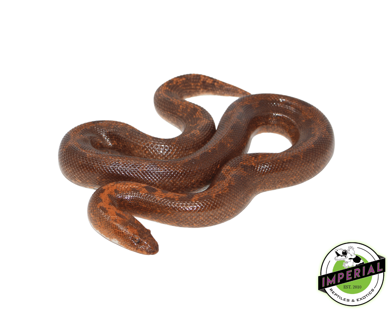Striped Kenyan Sand Boa Adult — image 2