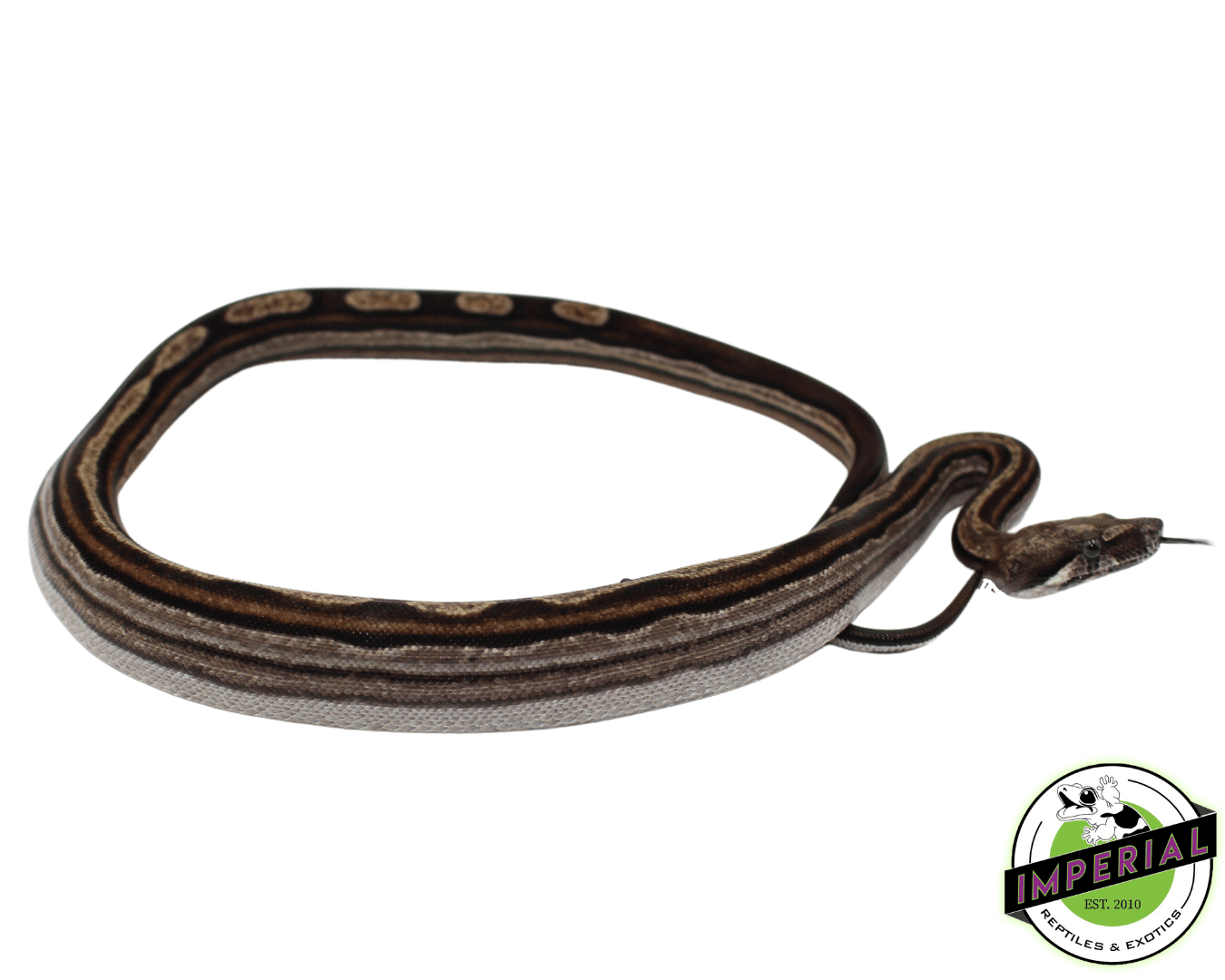 Striped Motley Colombian Boa Baby Male (#8323-04)