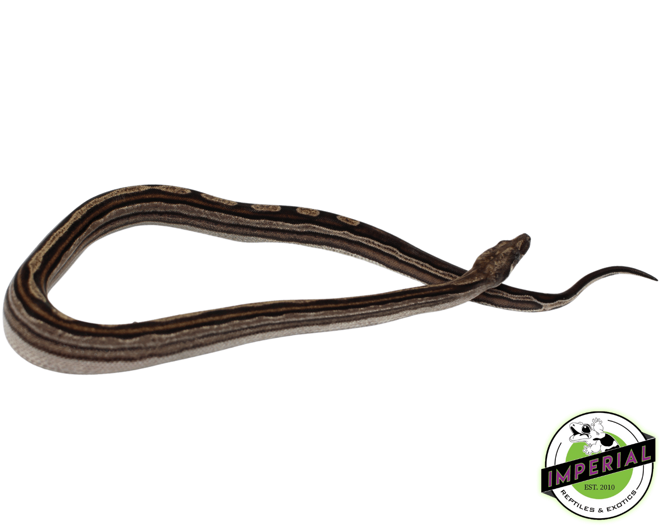 Striped Motley Colombian Boa Baby Male (#8323-04) — image 2