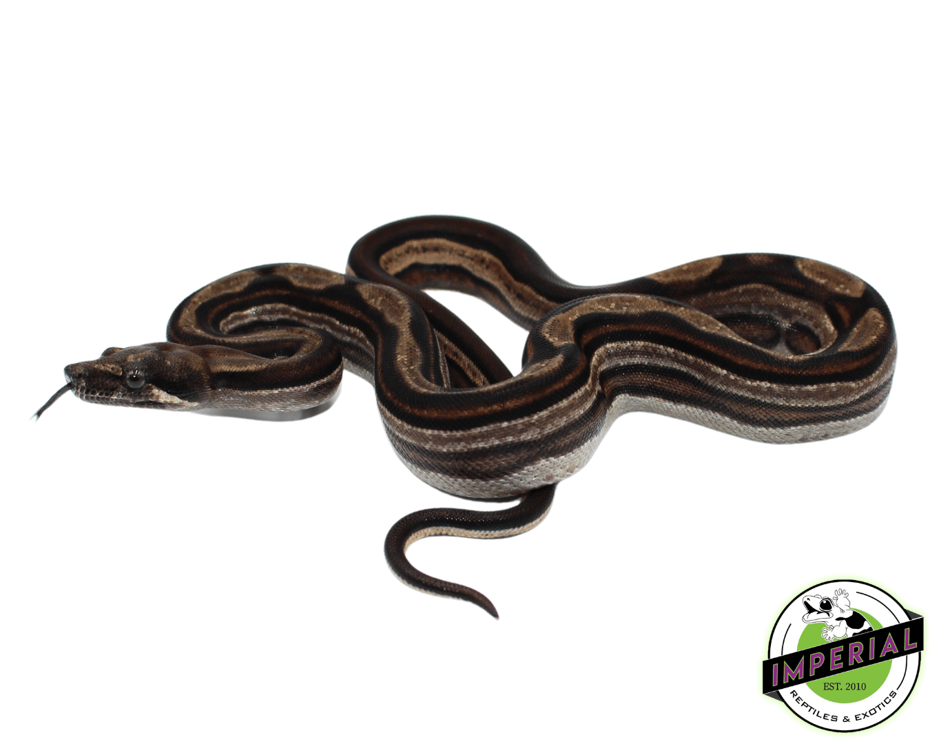Striped Motley Colombian Boa Baby Male (#8323-05)