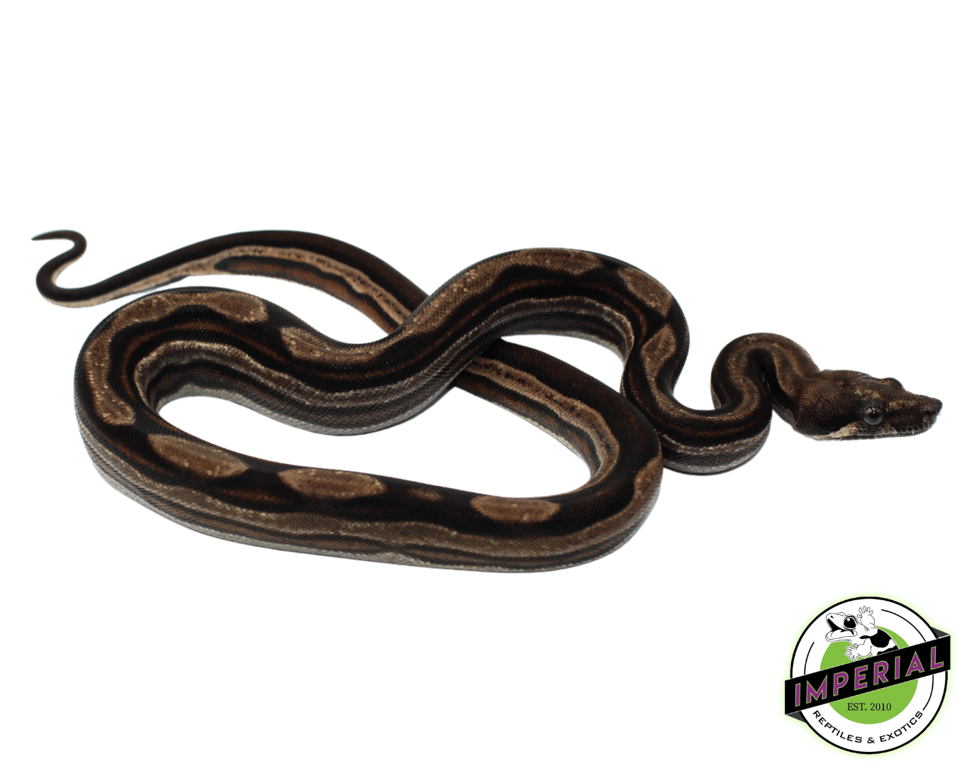 Striped Motley Colombian Boa Baby Male (#8323-05) — image 2