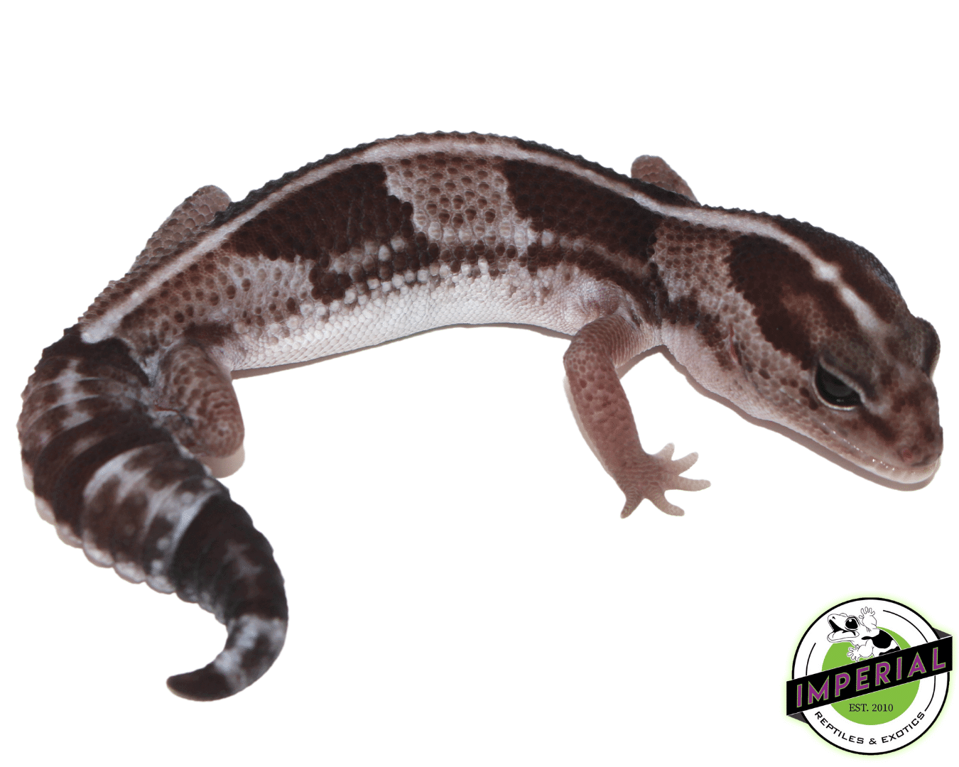 Striped Oreo African Fat Tail Gecko Adult — image 2