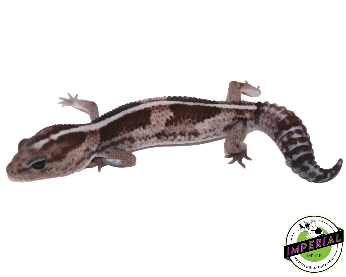 Striped Oreo African Fat Tail Gecko Adult — image 3