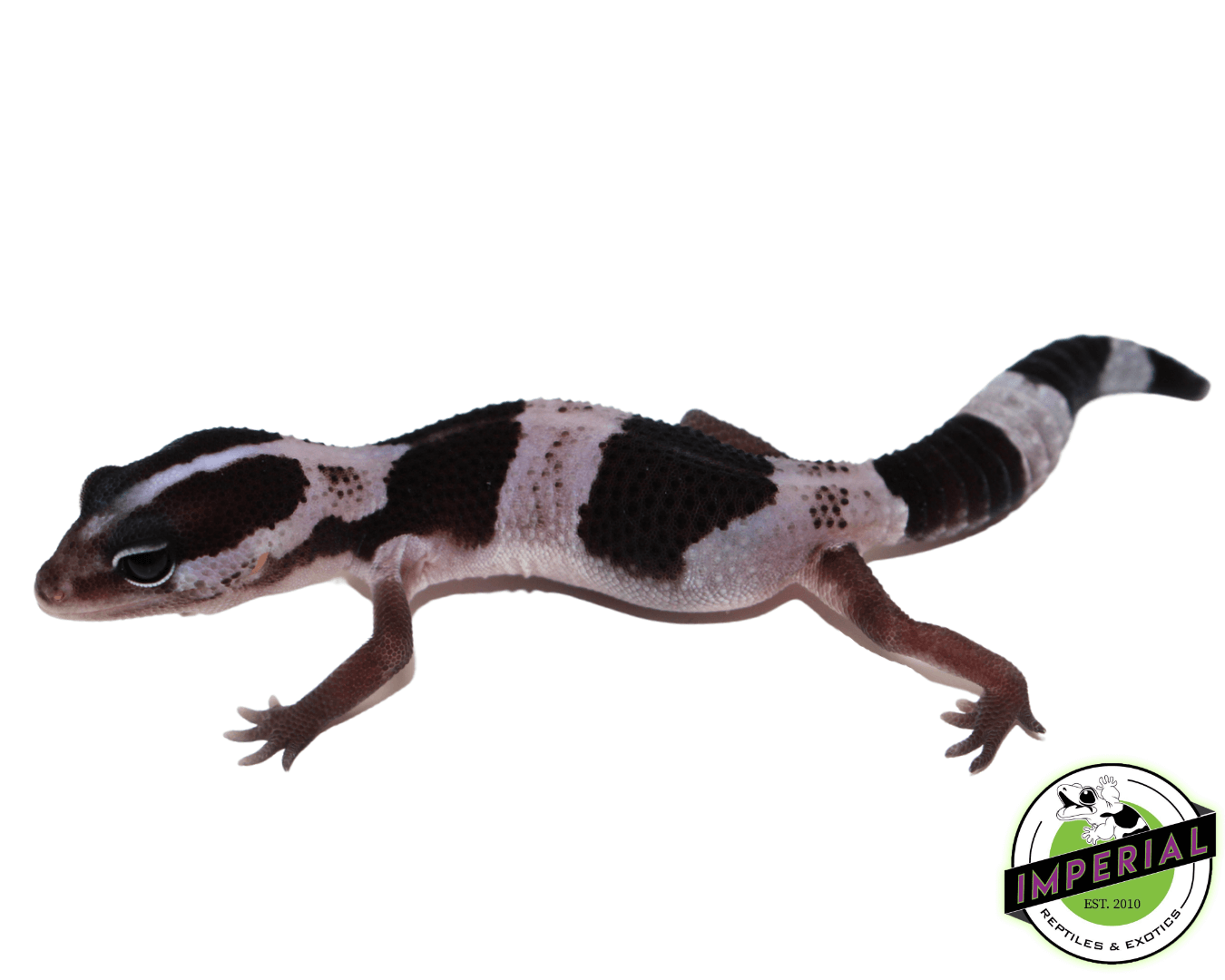 Striped Oreo African Fat Tail Gecko Baby
