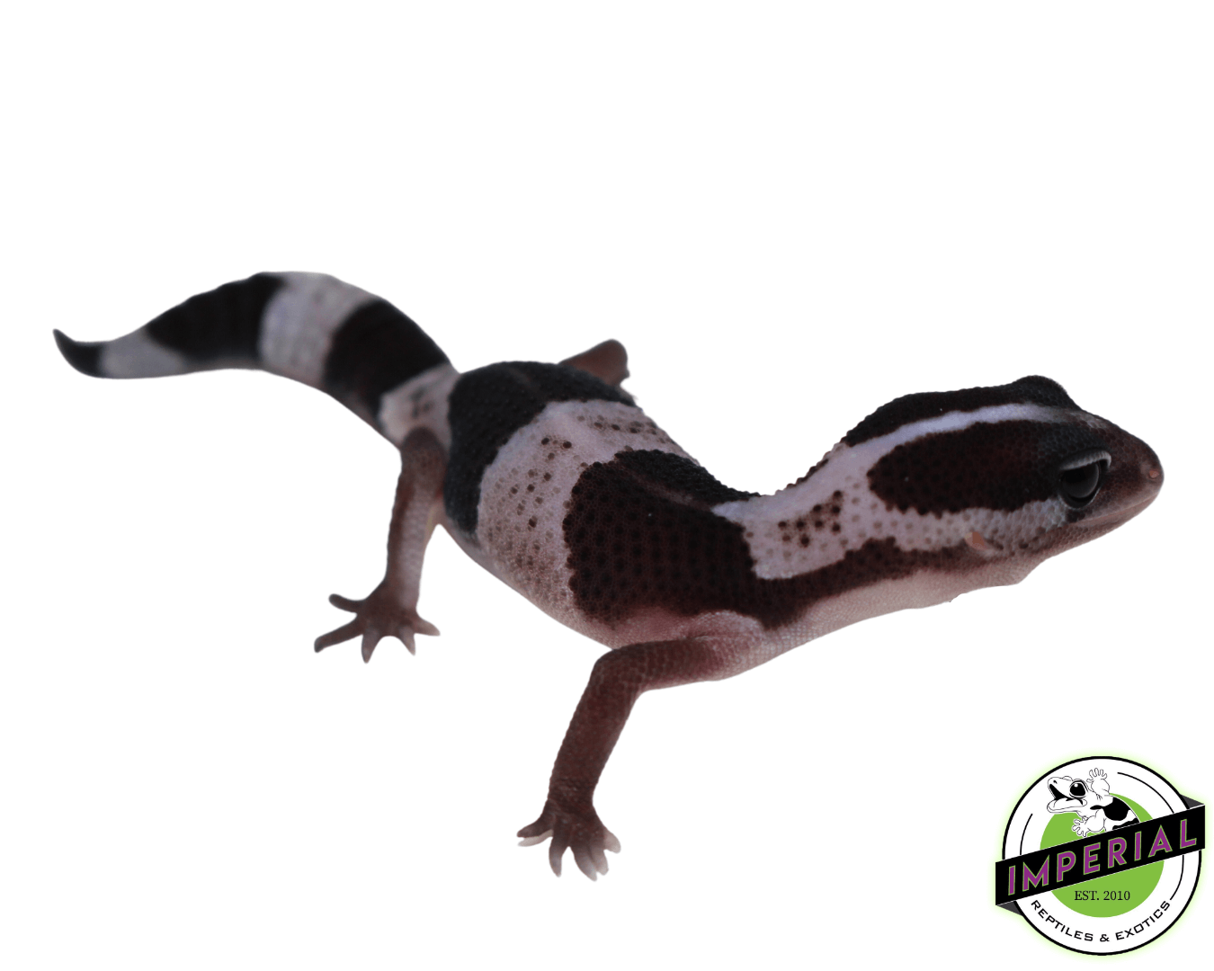 Striped Oreo African Fat Tail Gecko Baby — image 2