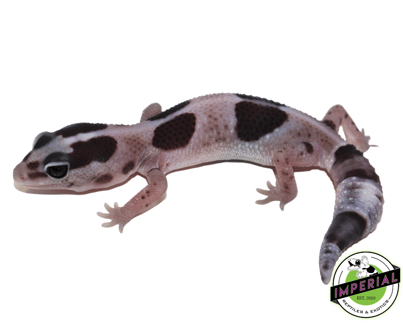 Striped Oreo Whiteout African Fat Tail Gecko (#61523-08)