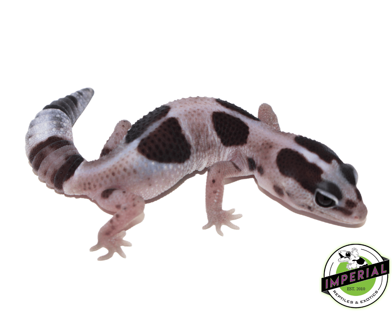 Striped Oreo Whiteout African Fat Tail Gecko (#61523-08) — image 2