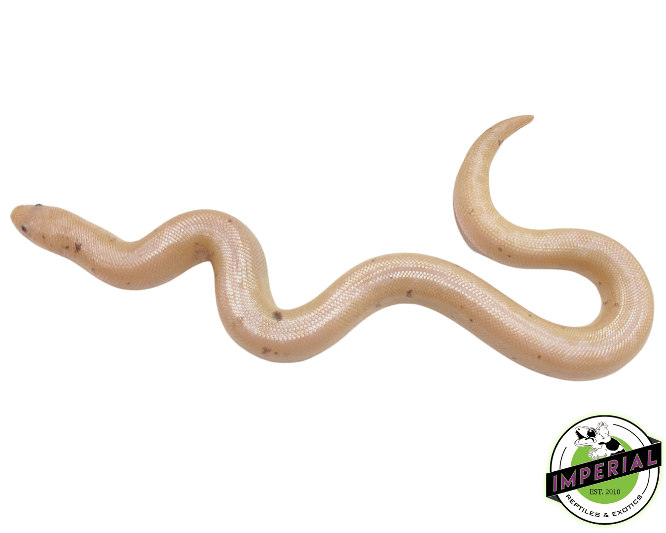 Striped Paradox Snow Kenyan Sand Boa Baby