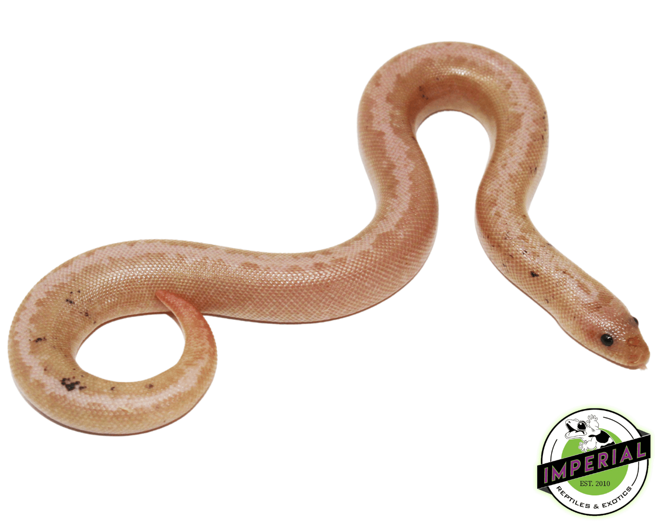 Striped Paradox Snow Kenyan Sand Boa Baby — image 2