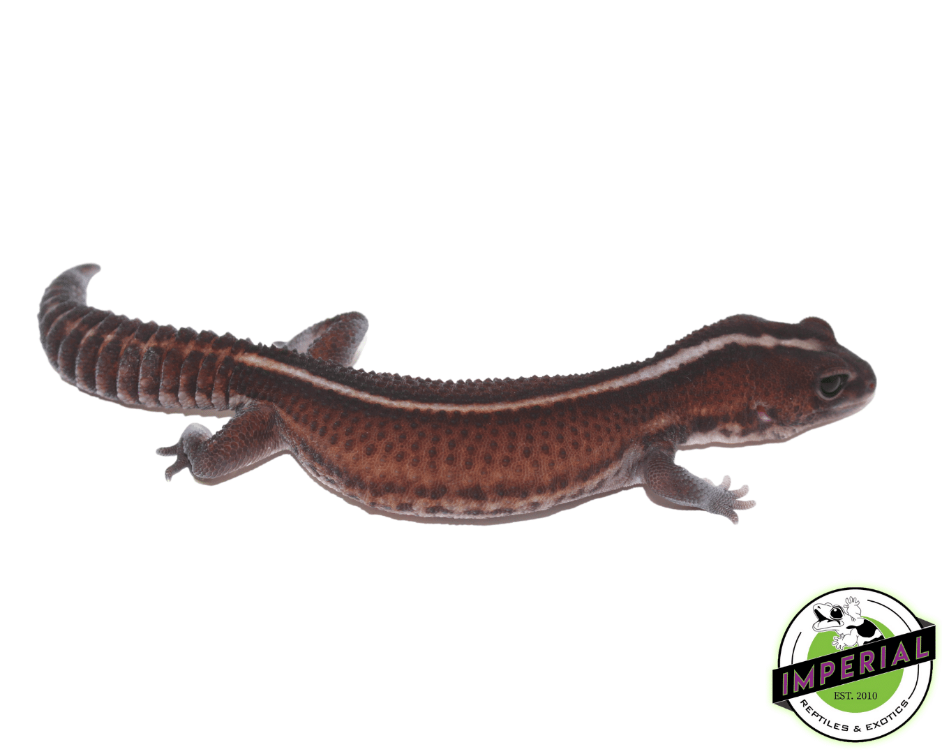Striped Patternless 66% het Amel African Fat Tail Gecko Adult Female — image 2