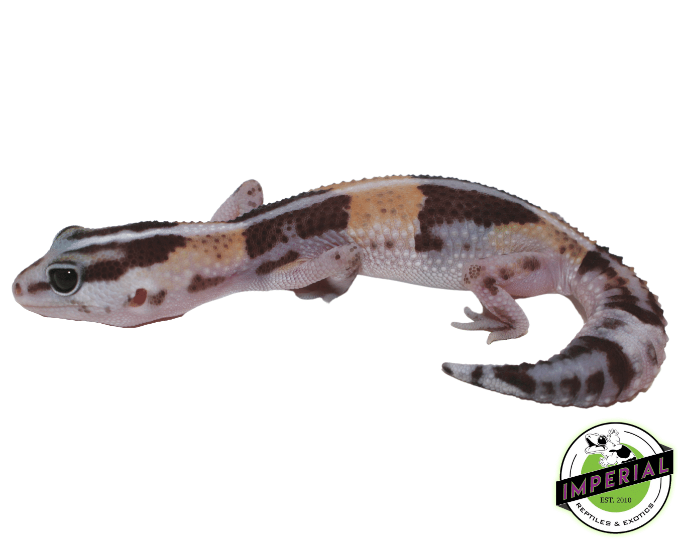 Striped ph Amel Oreo African Fat Tail Gecko — image 2