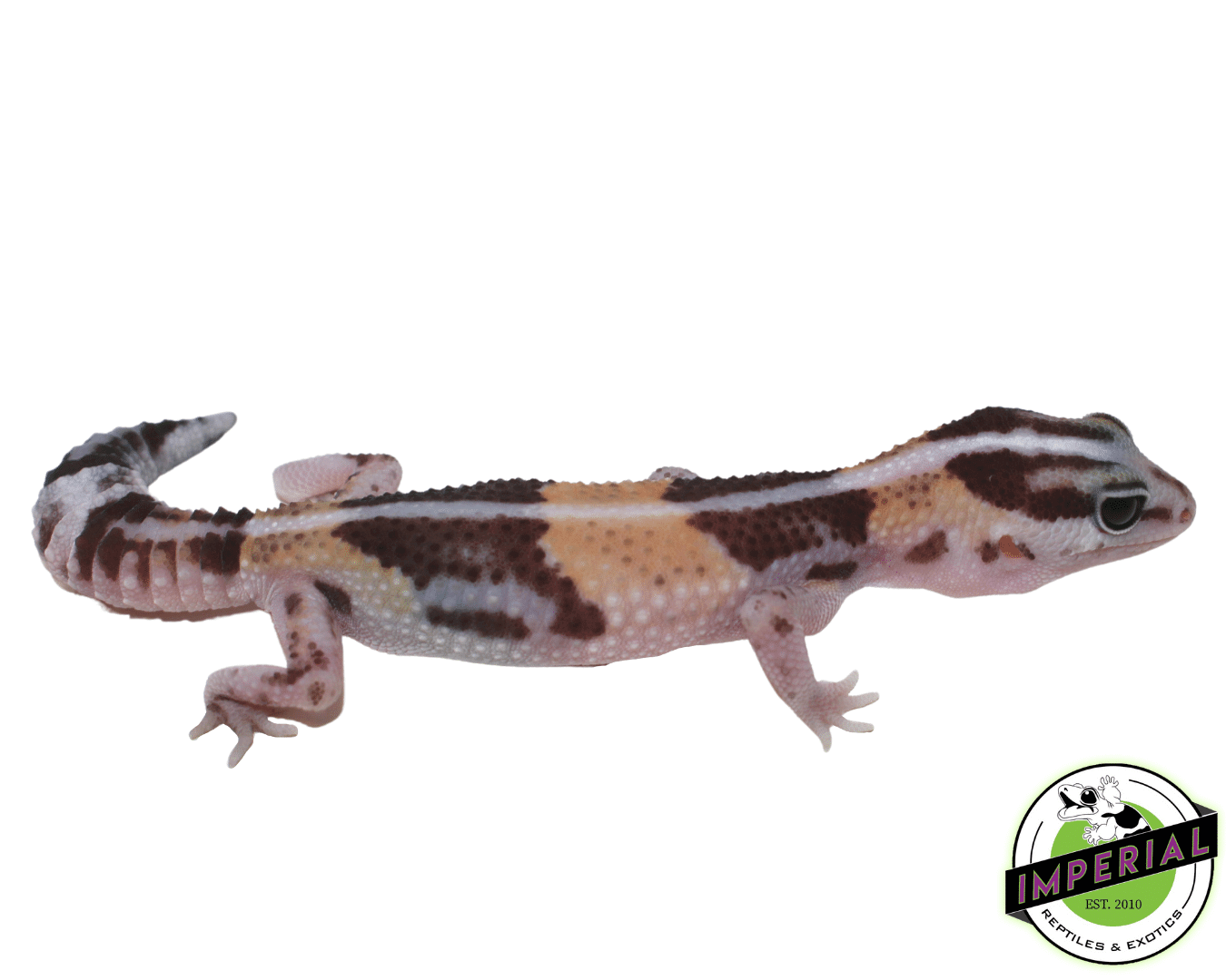 Striped ph Amel Oreo African Fat Tail Gecko