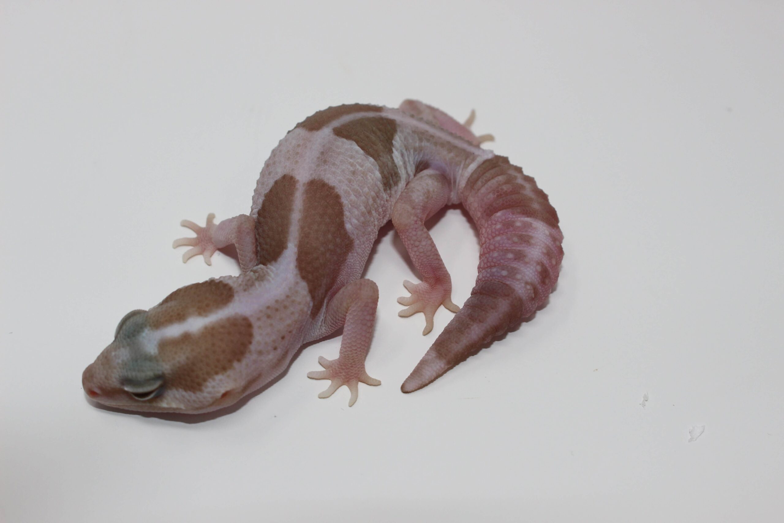 Striped Snow African Fat Tail Gecko — image 2