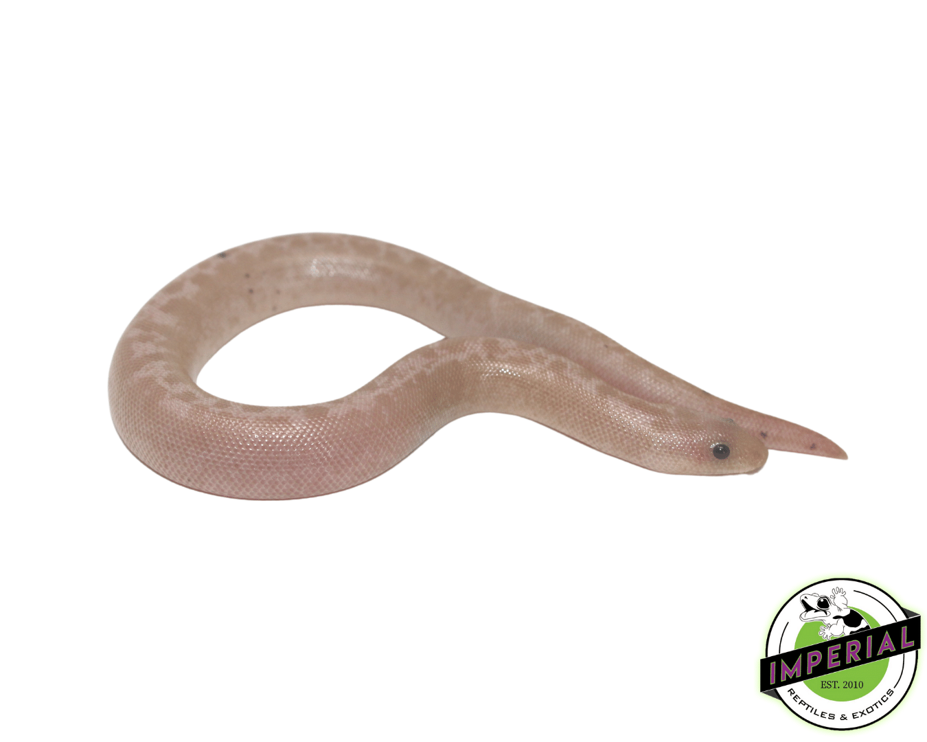 Striped Snow Kenyan Sand Boa Baby