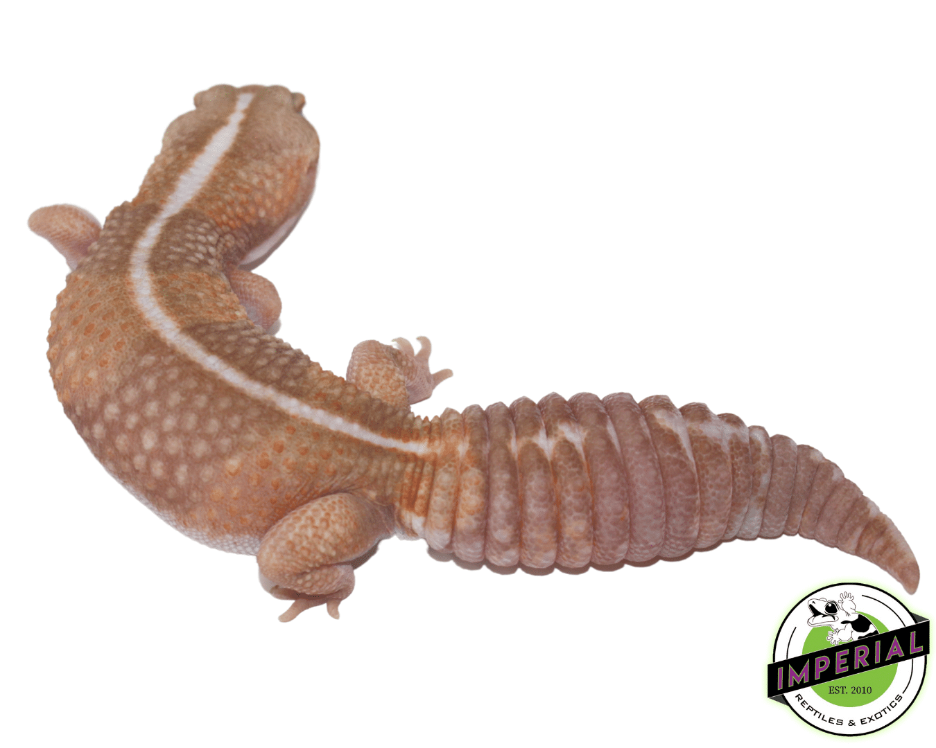 Striped Tangerine Amel (Albino) African Fat Tail Gecko Adult — image 2