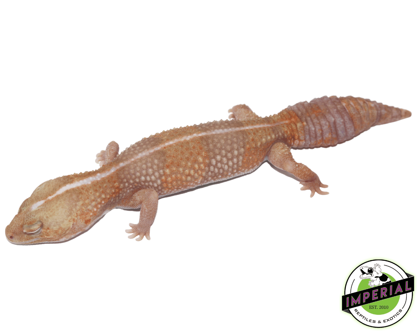 Striped Tangerine Amel (Albino) African Fat Tail Gecko Adult