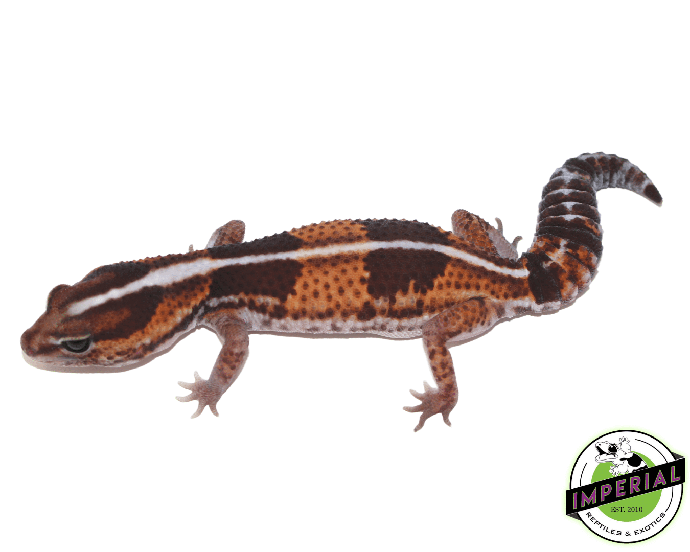 Striped Tangerine het Amel African Fat Tail Gecko Female — image 2