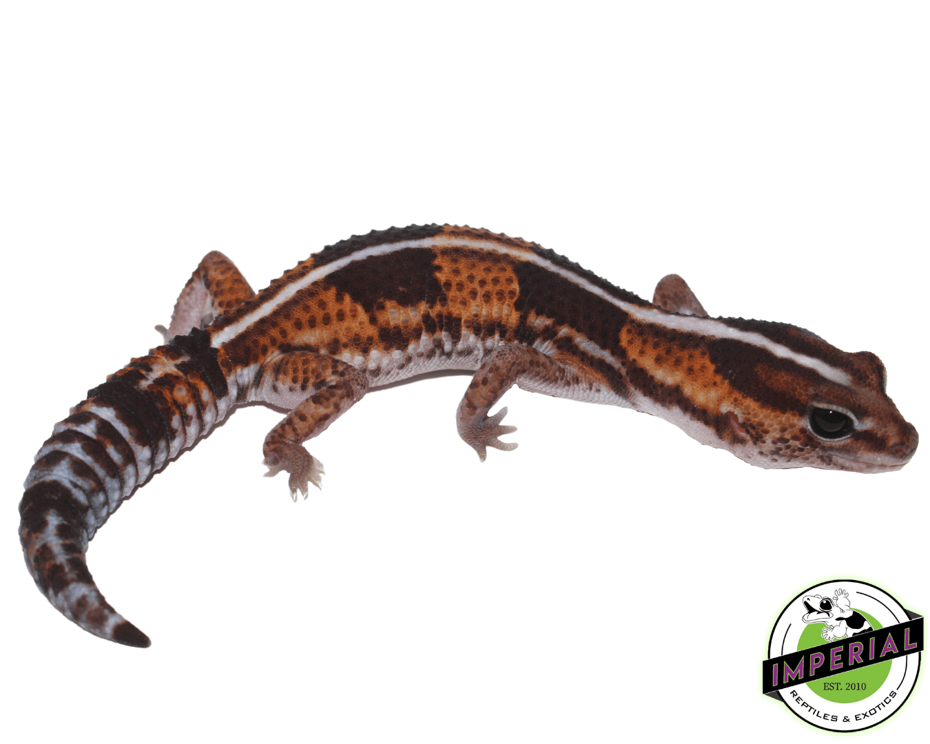 Striped Tangerine het Amel African Fat Tail Gecko Female