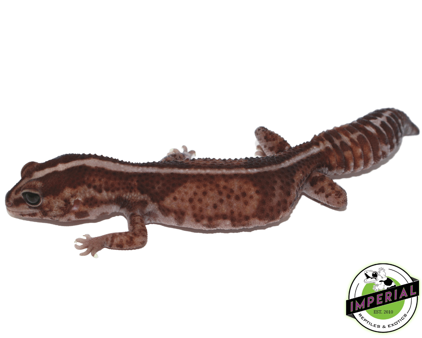 Striped Whiteout African Fat Tail Gecko Adult — image 2