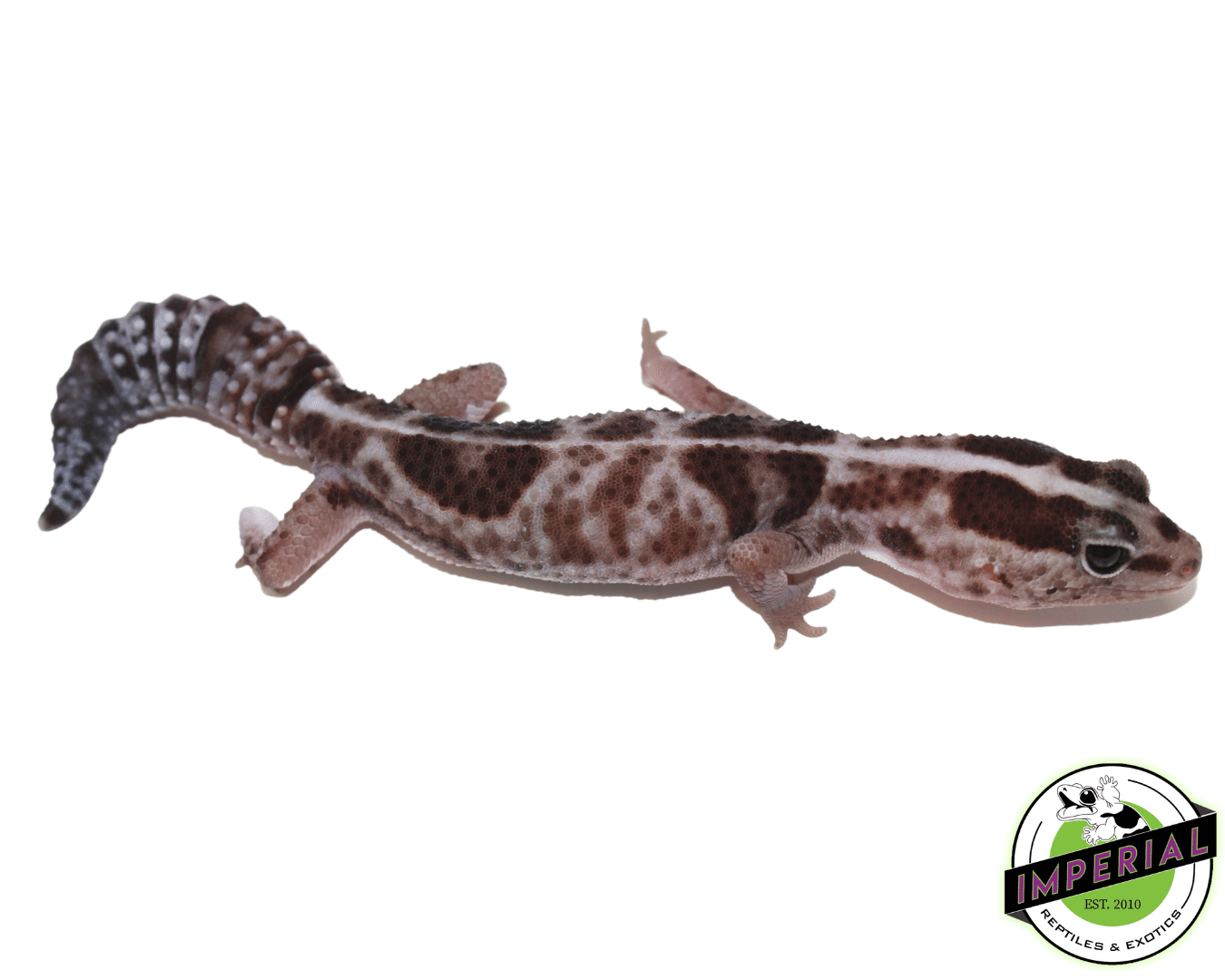 Striped Whiteout African Fat Tail Gecko Adult — image 2