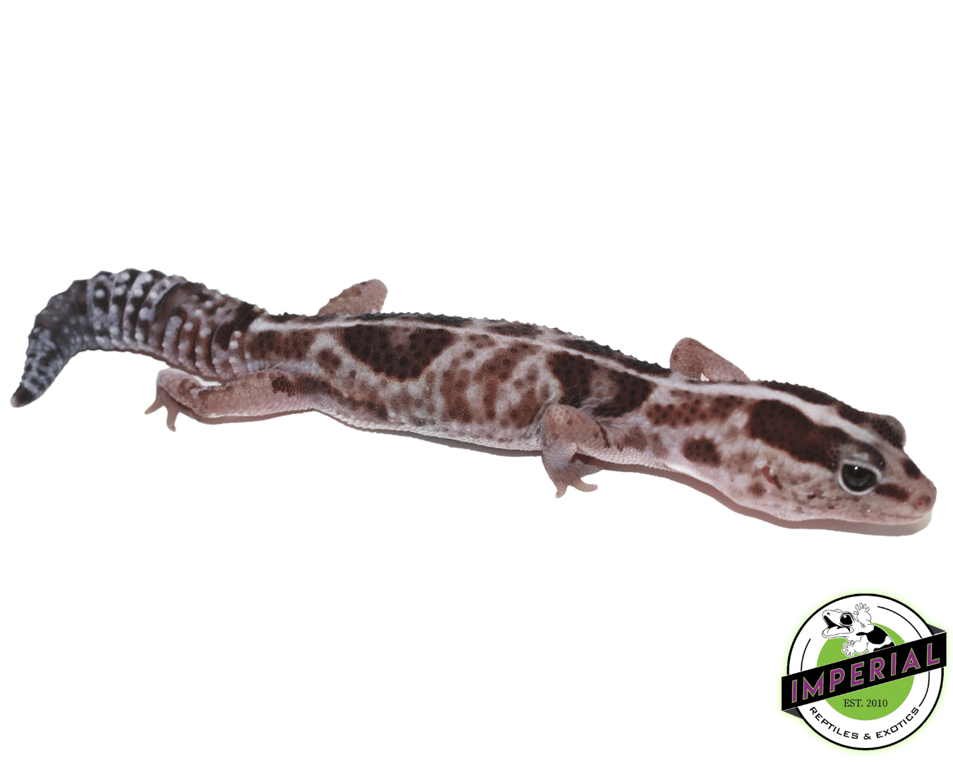 Striped Whiteout African Fat Tail Gecko Adult