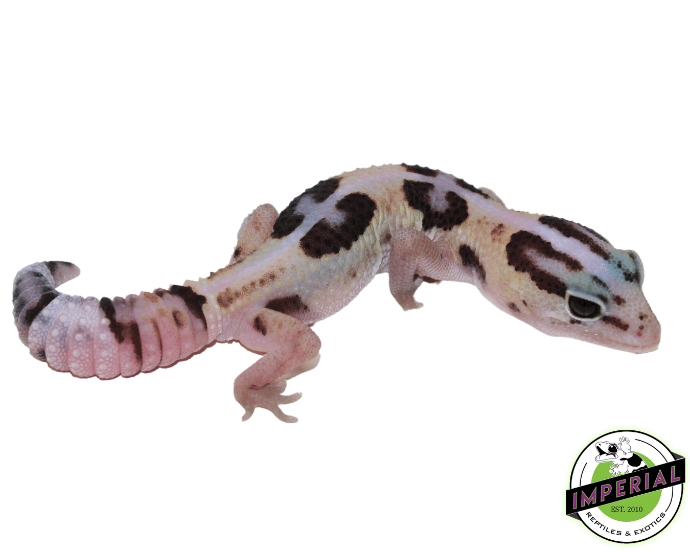 Striped Whiteout African Fat Tail Gecko Baby — image 2
