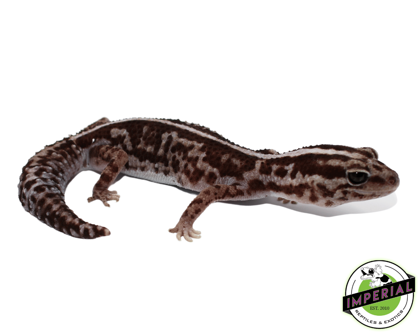 Striped Whiteout Oreo African Fat Tail Gecko Adult — image 2