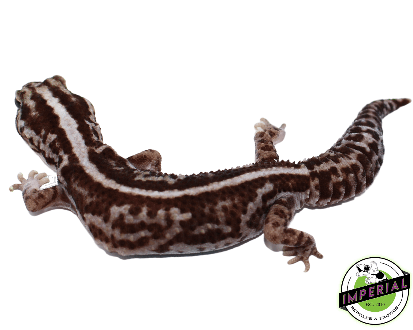 Striped Whiteout Oreo African Fat Tail Gecko Adult — image 3