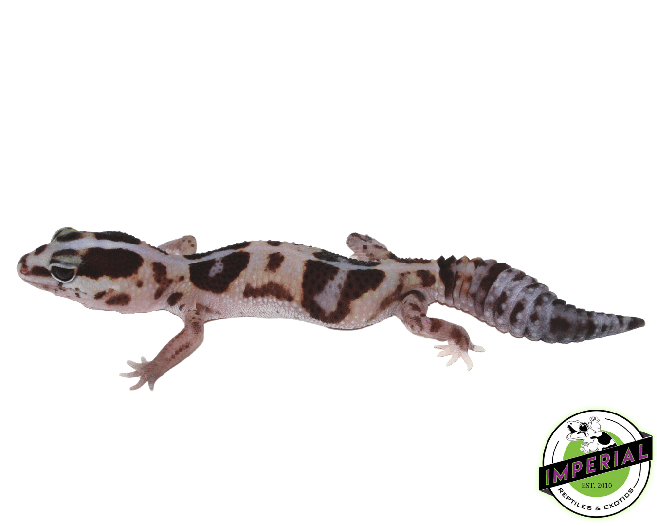 Striped Whiteout ph Amel Oreo African Fat Tail Gecko — image 2