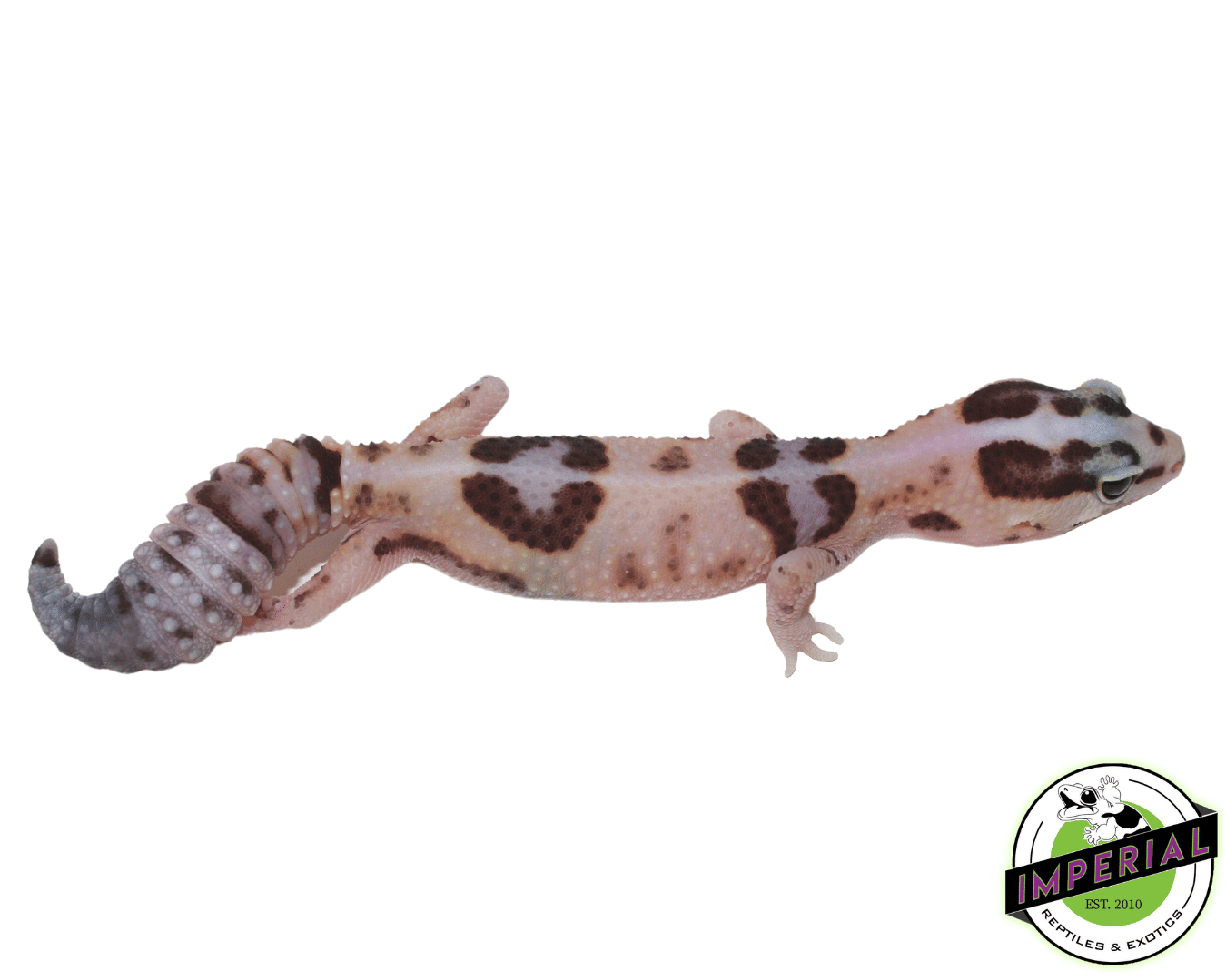 Striped Whiteout ph Amel Oreo African Fat Tail Gecko