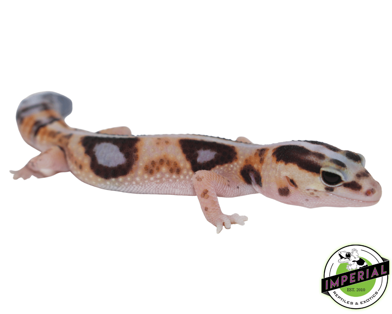 Striped Whiteout ph Amel Patternless African Fat Tail Gecko — image 2
