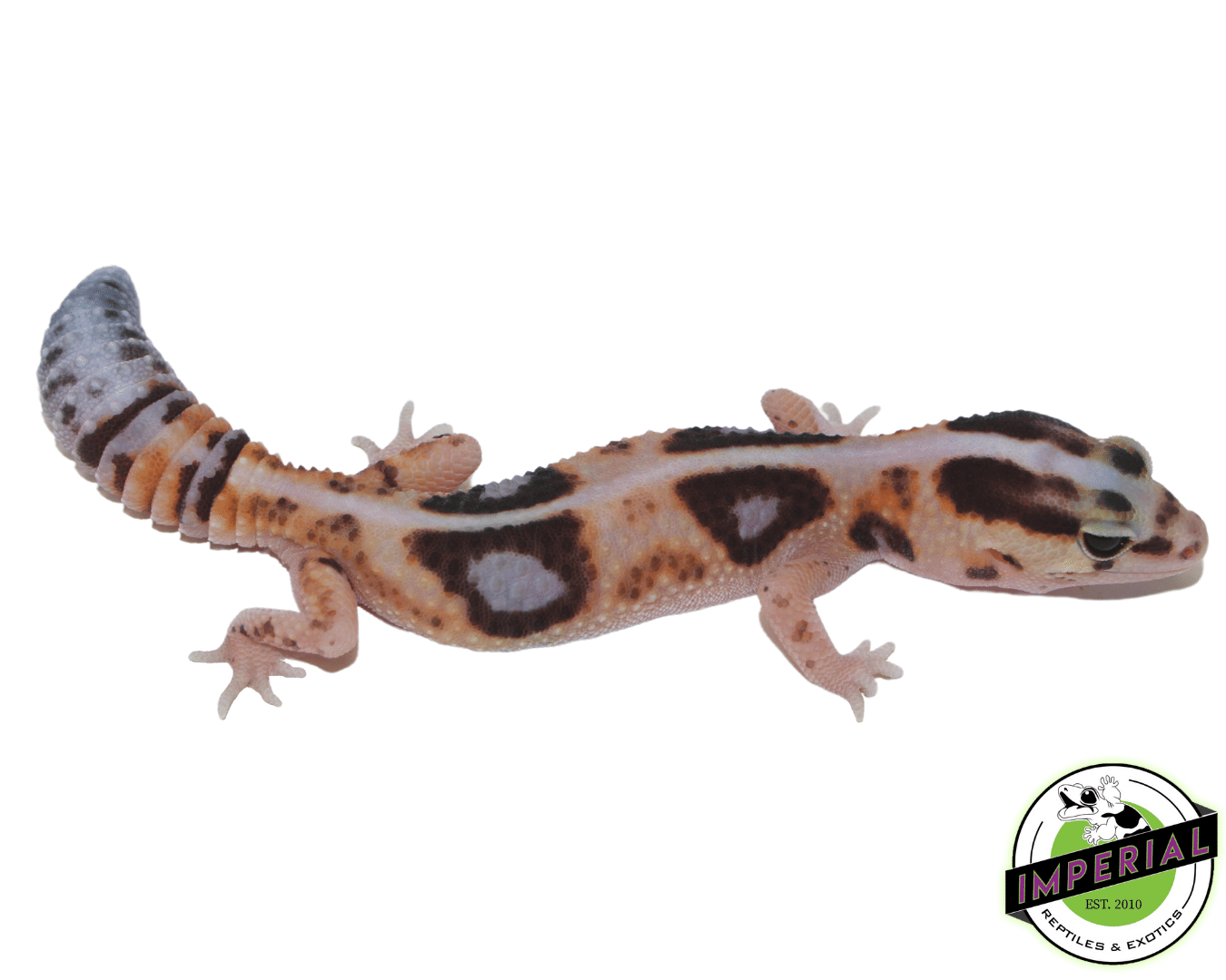 Striped Whiteout ph Amel Patternless African Fat Tail Gecko