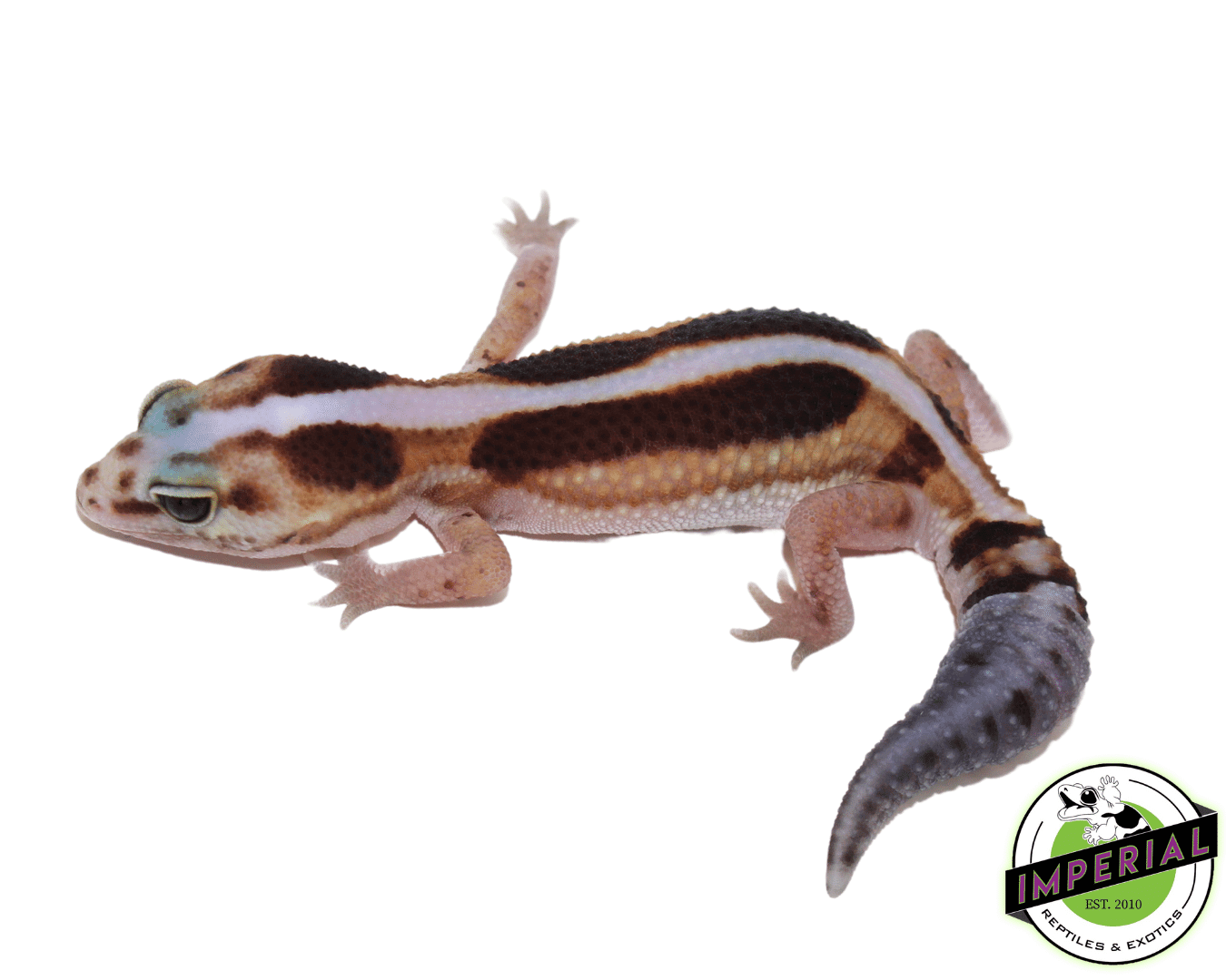 Striped Zulu African Fat Tail Gecko Female
