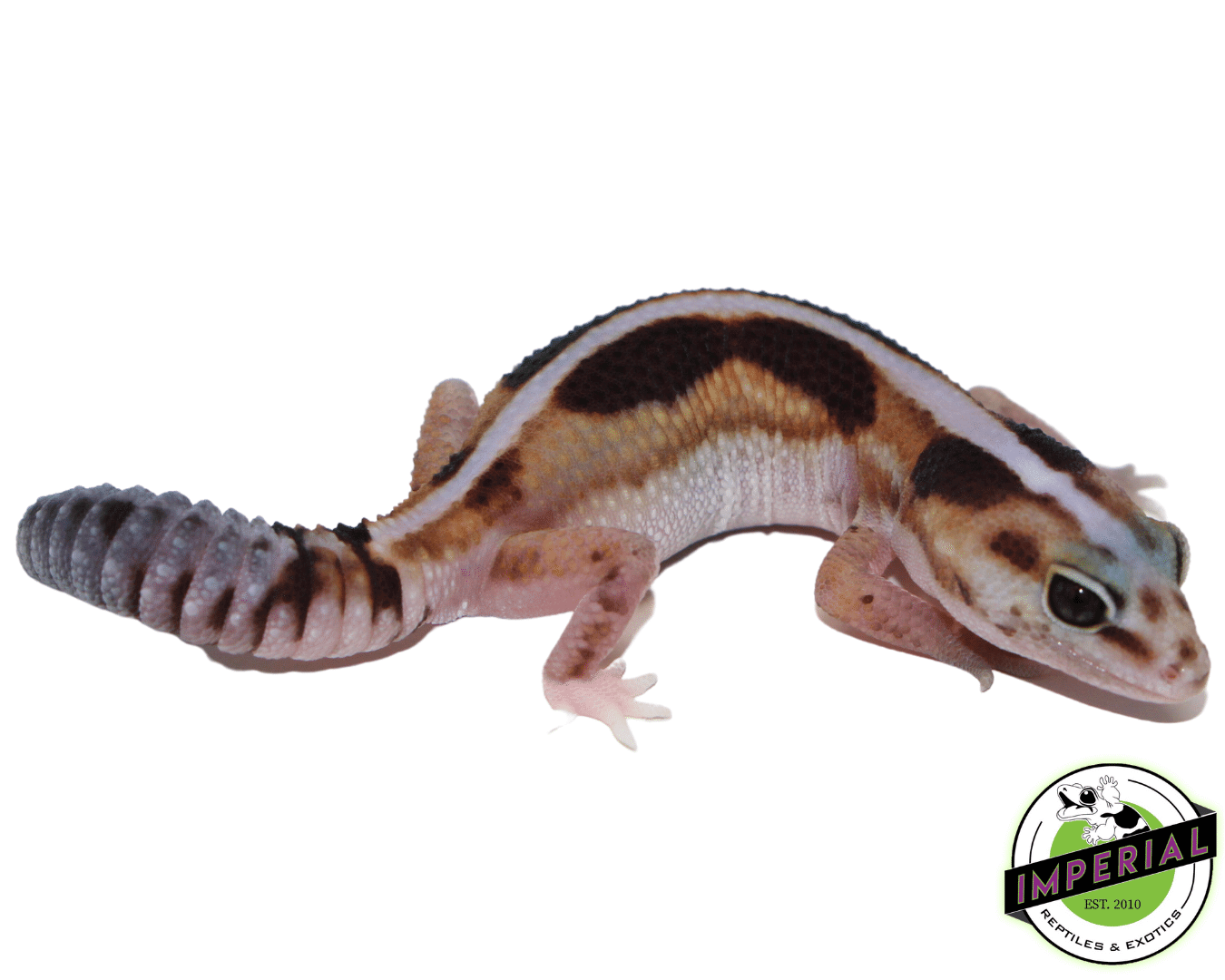 Striped Zulu African Fat Tail Gecko Female — image 2