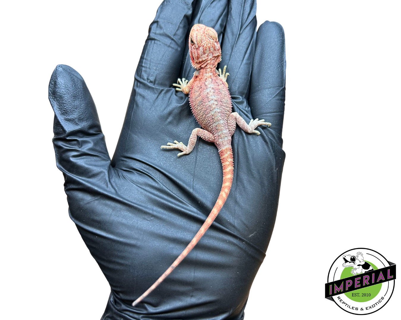 "Sukuna Fuma" Divine Flame Red Hypo Translucent Bearded Dragon Baby (#7824-01)