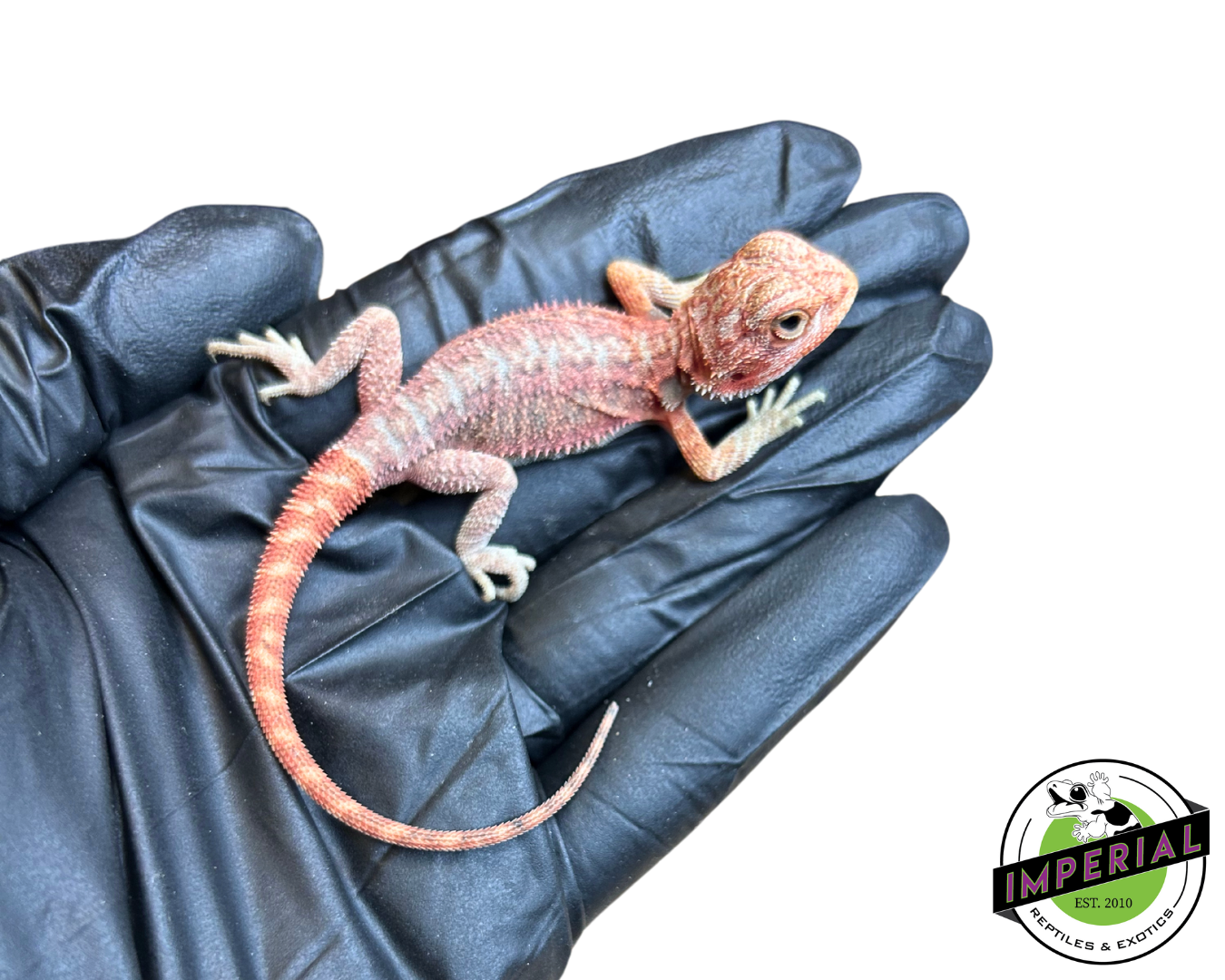 "Sukuna Fuma" Divine Flame Red Hypo Translucent Bearded Dragon Baby (#7824-01) — image 2